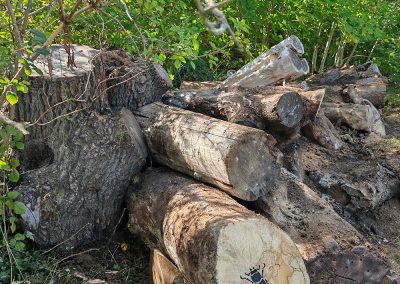 The first Environmental and Biodiversity work begins